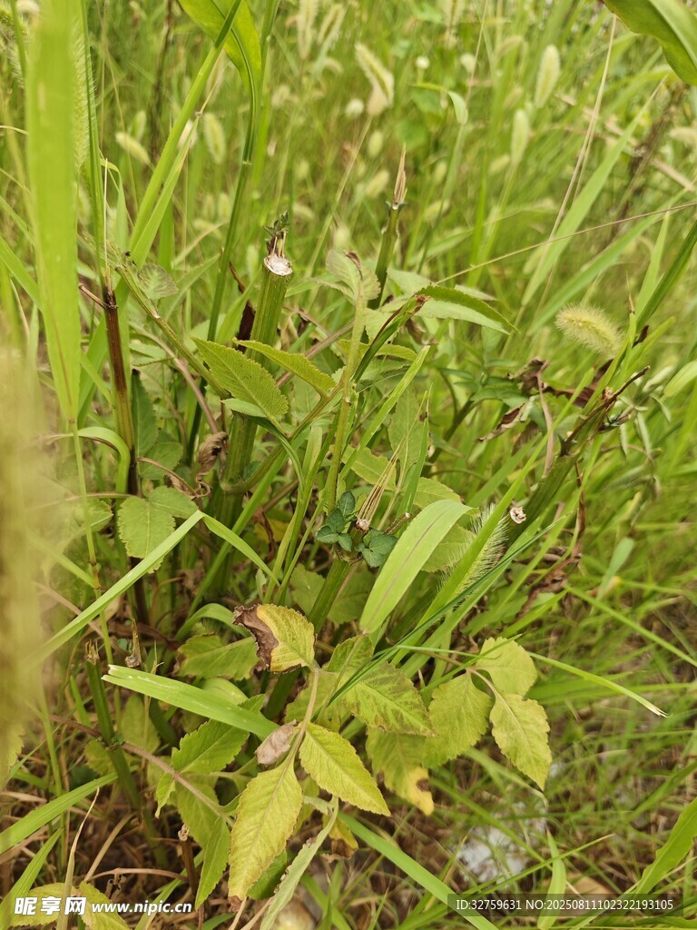 嫩綠草叢中的生機(jī)景象