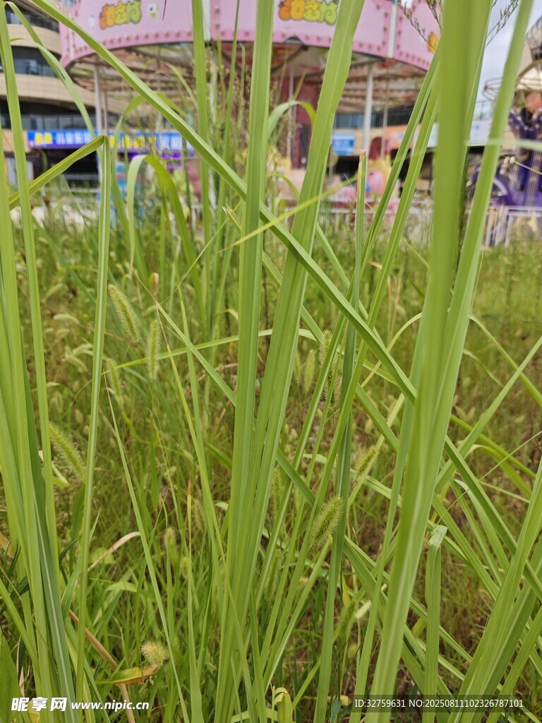 田野中的翠綠植物