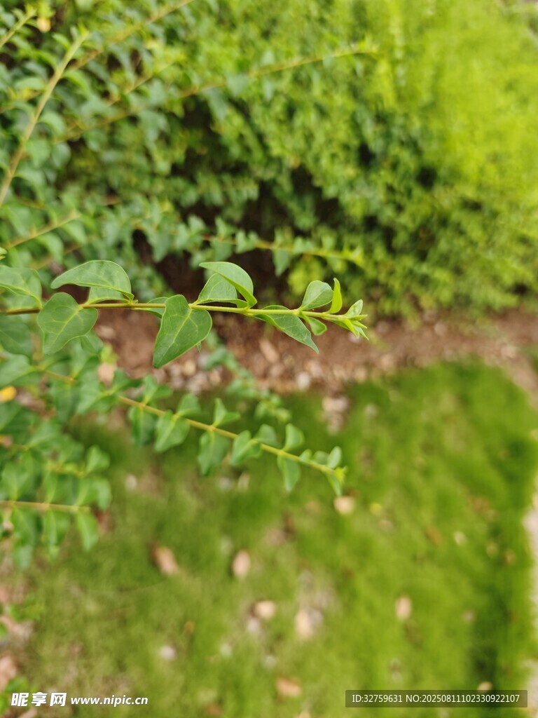 綠意盎然的植物景觀