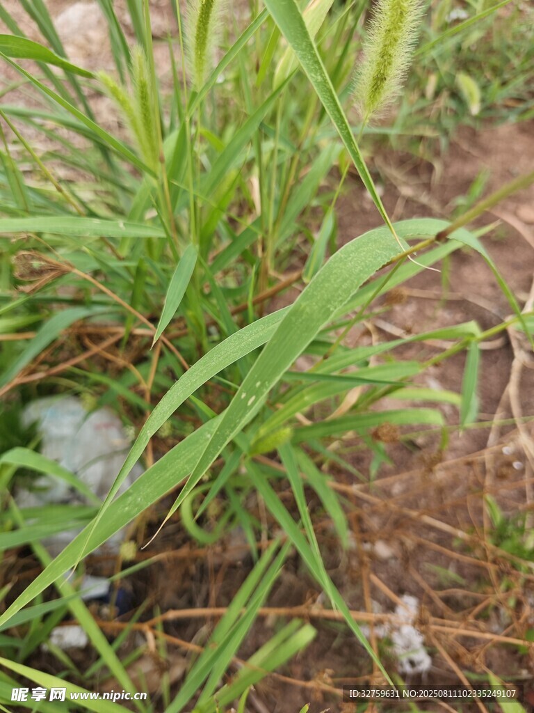 田野中的綠色植物與雜草