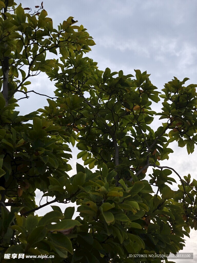 枝葉繁茂的綠樹