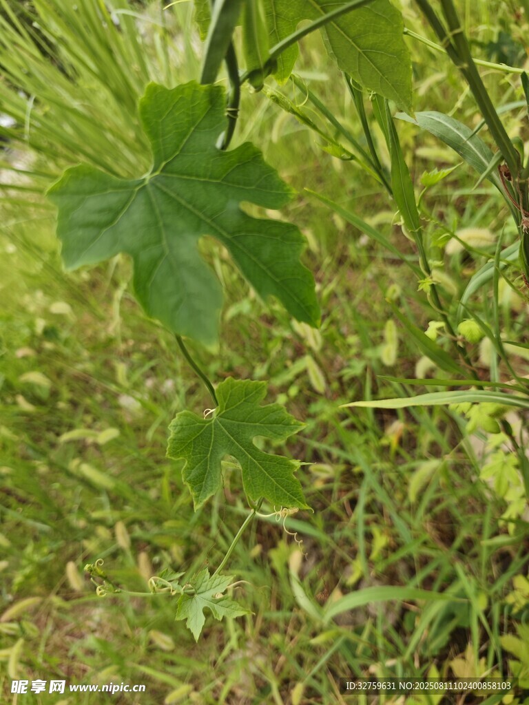 綠葉藤蔓于草叢中生長(zhǎng)