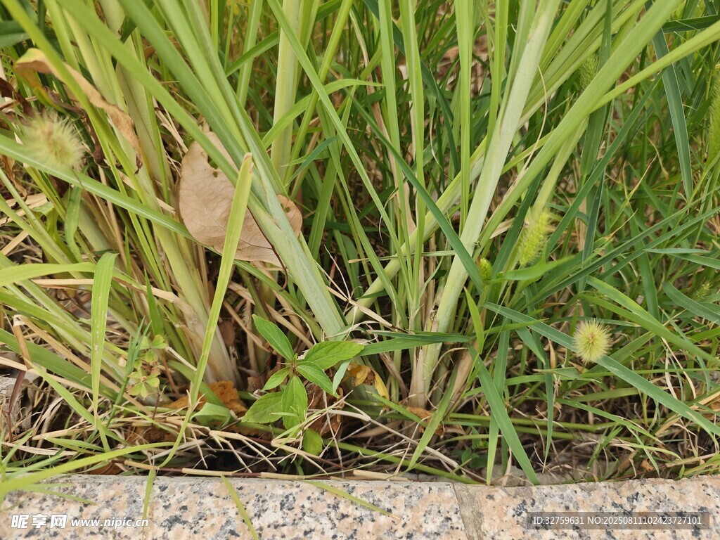 草叢中的生機(jī)