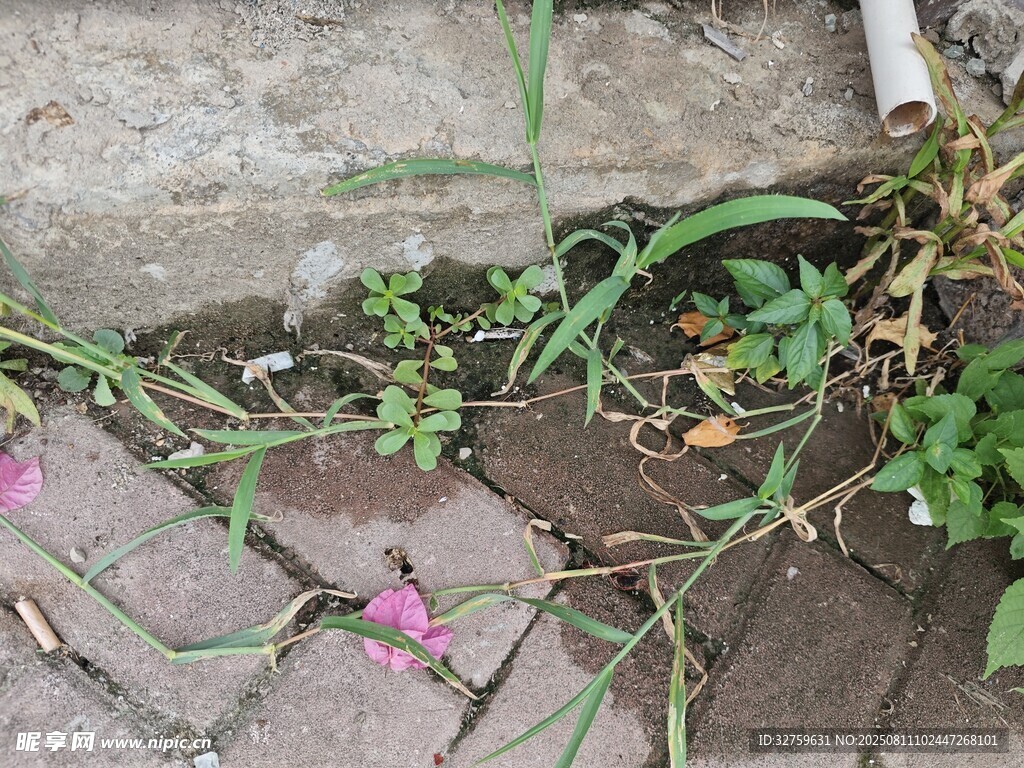 磚縫間綻放的粉色小花