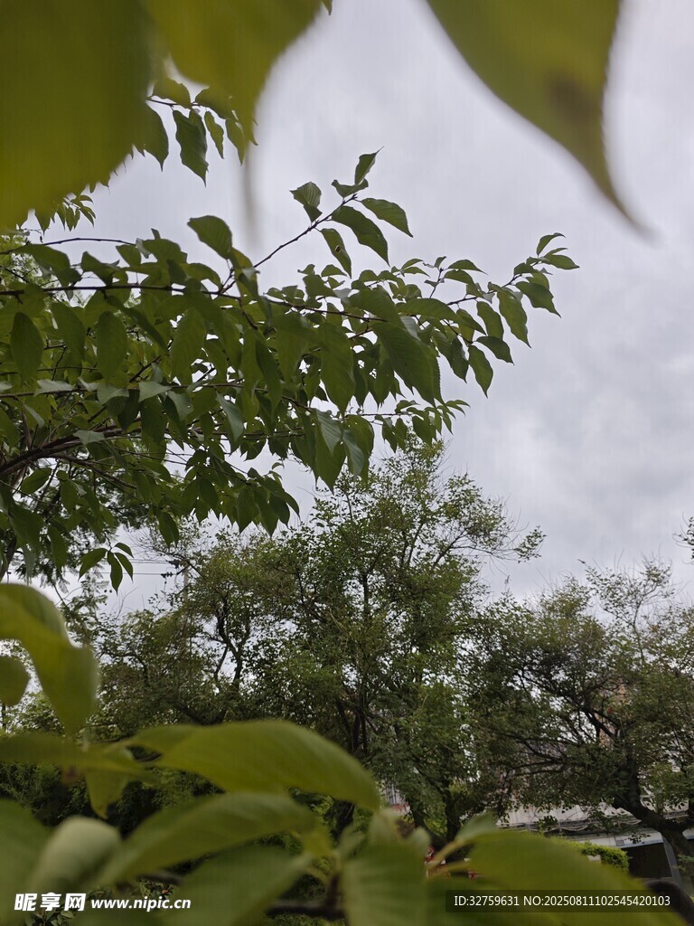 綠葉繁茂的樹梢景象