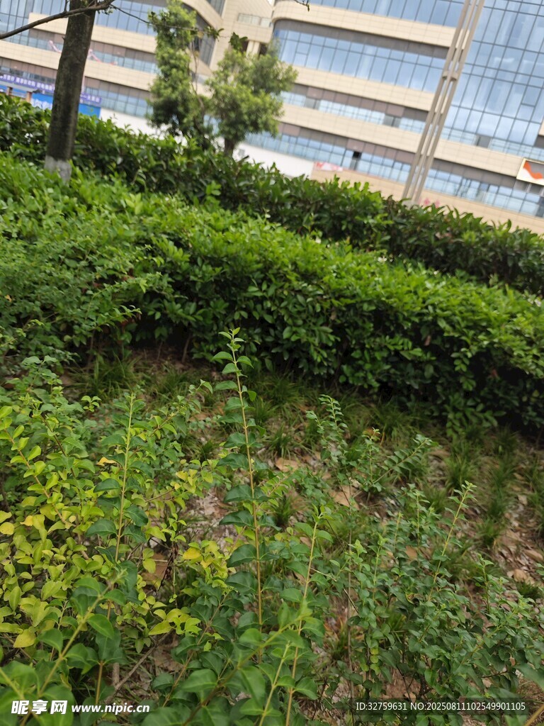 戶外綠植景觀