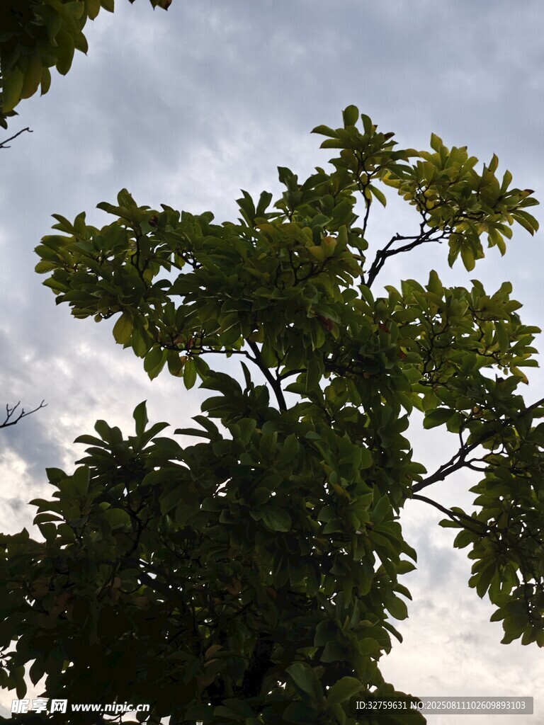 枝葉繁茂的樹(shù)木