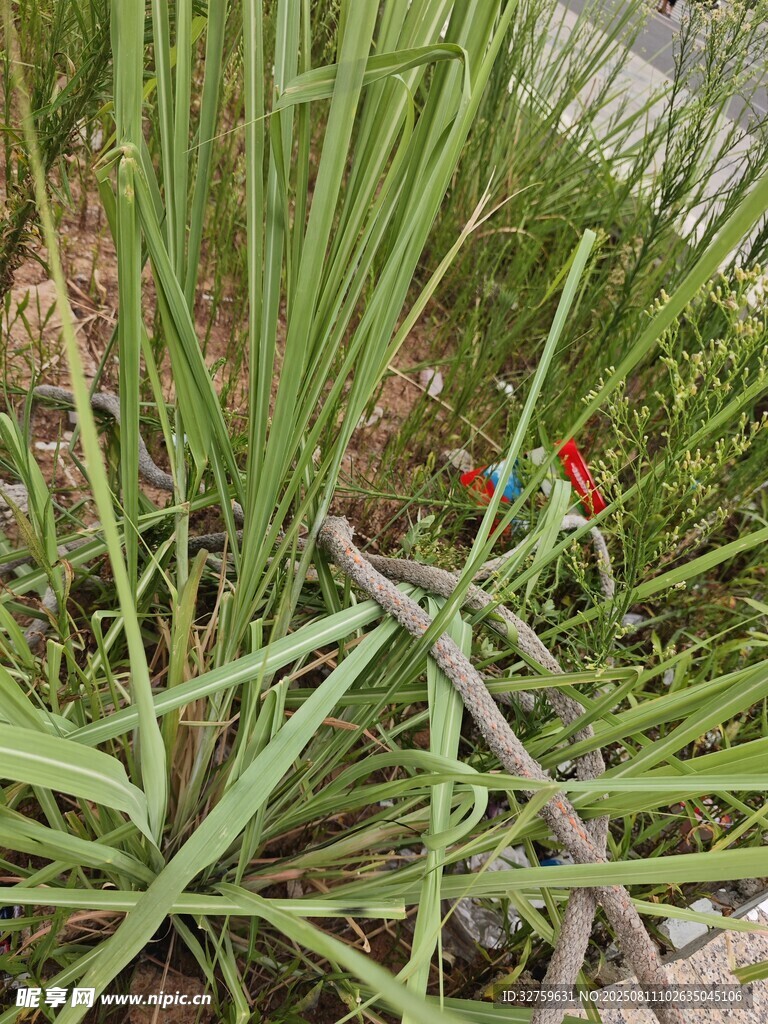 草叢中的鮮艷花朵