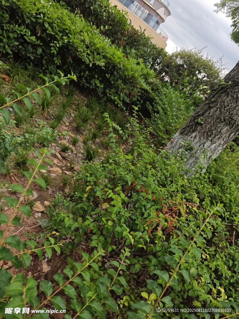 繁茂綠植景觀
