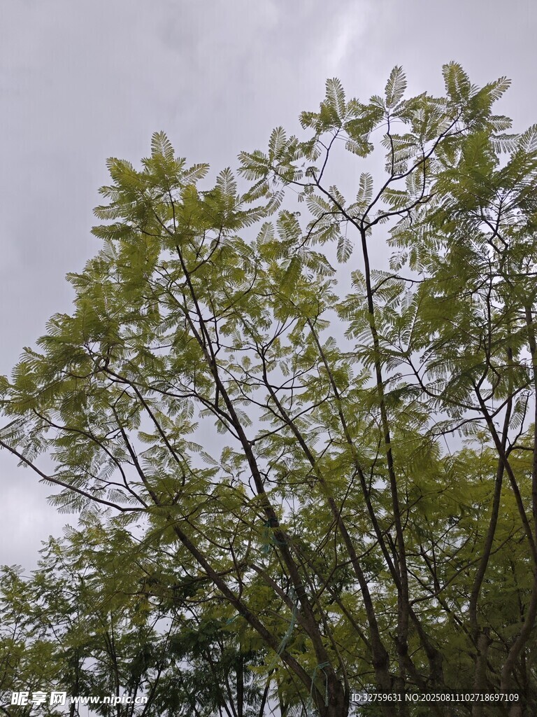 綠樹映天