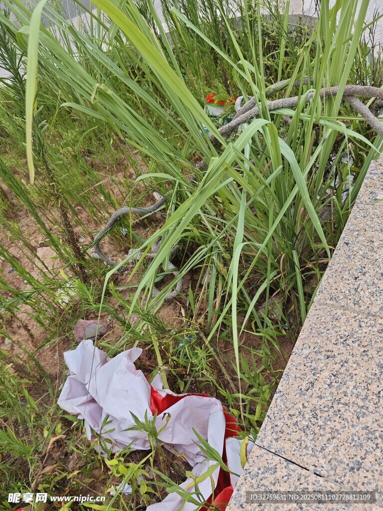 路邊草叢