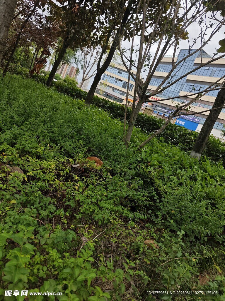 戶外草地與樹木景致