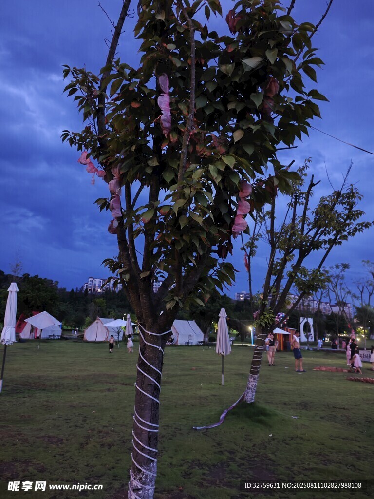 夜幕下的草地繁花樹木