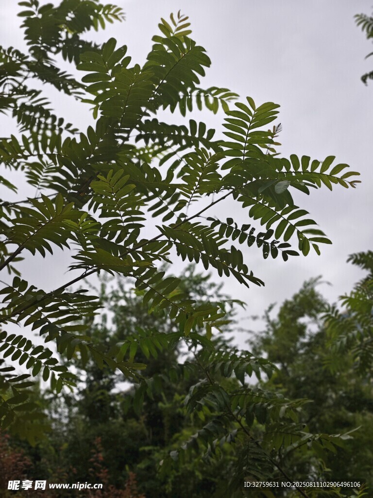 枝葉繁茂的綠色植物