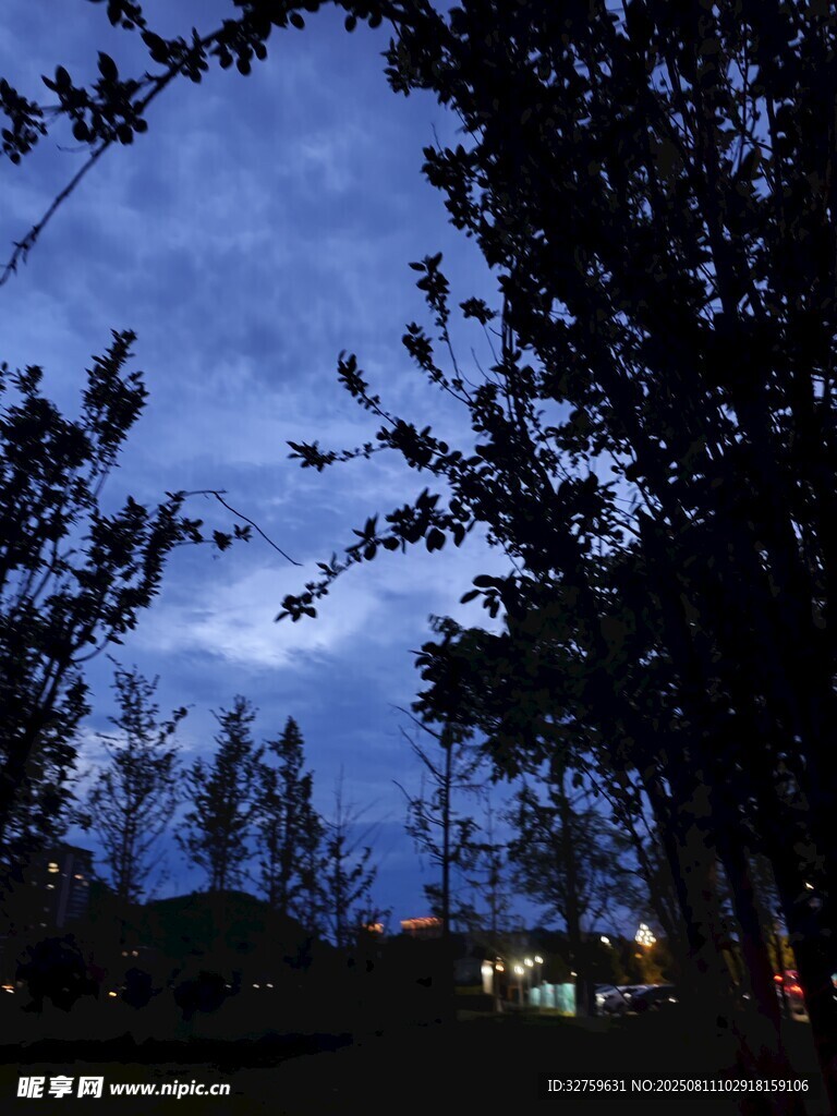 夜幕下的樹木與朦朧天空