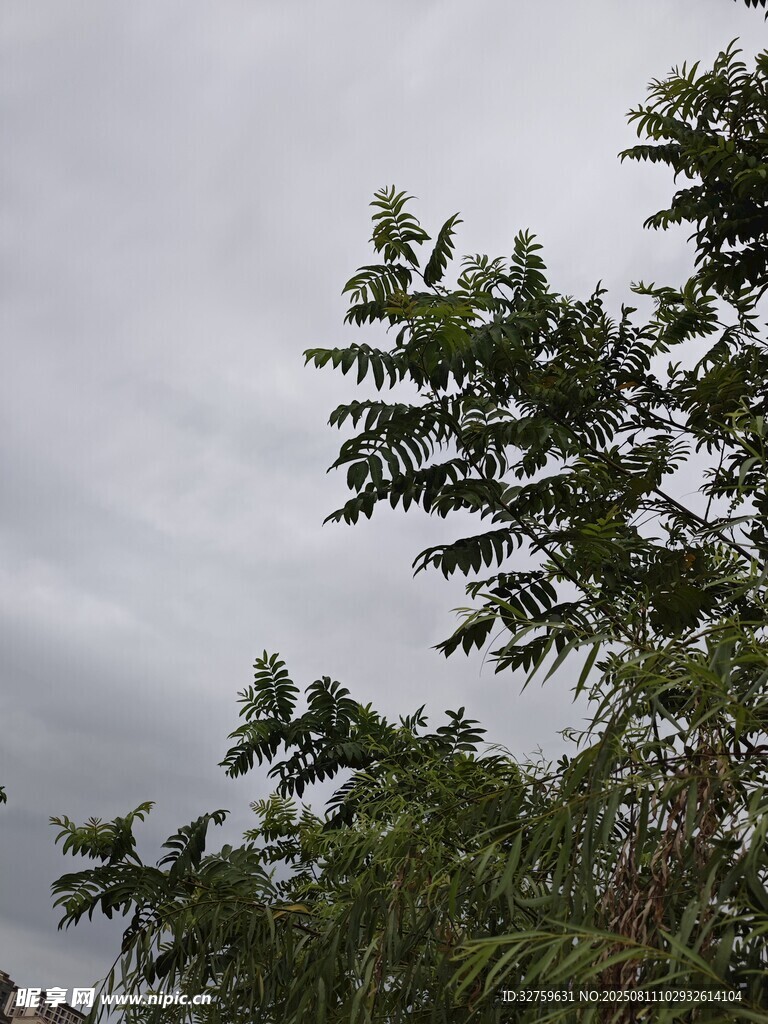 陰天中的繁茂綠植