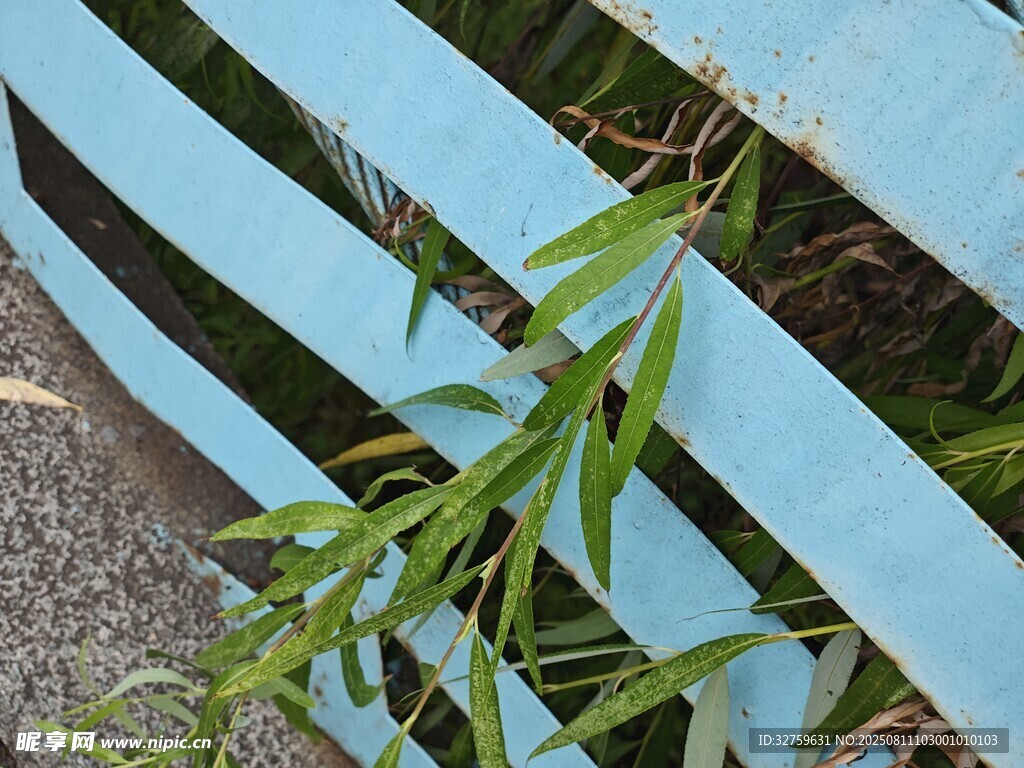 藍(lán)板間生長(zhǎng)的翠綠植物