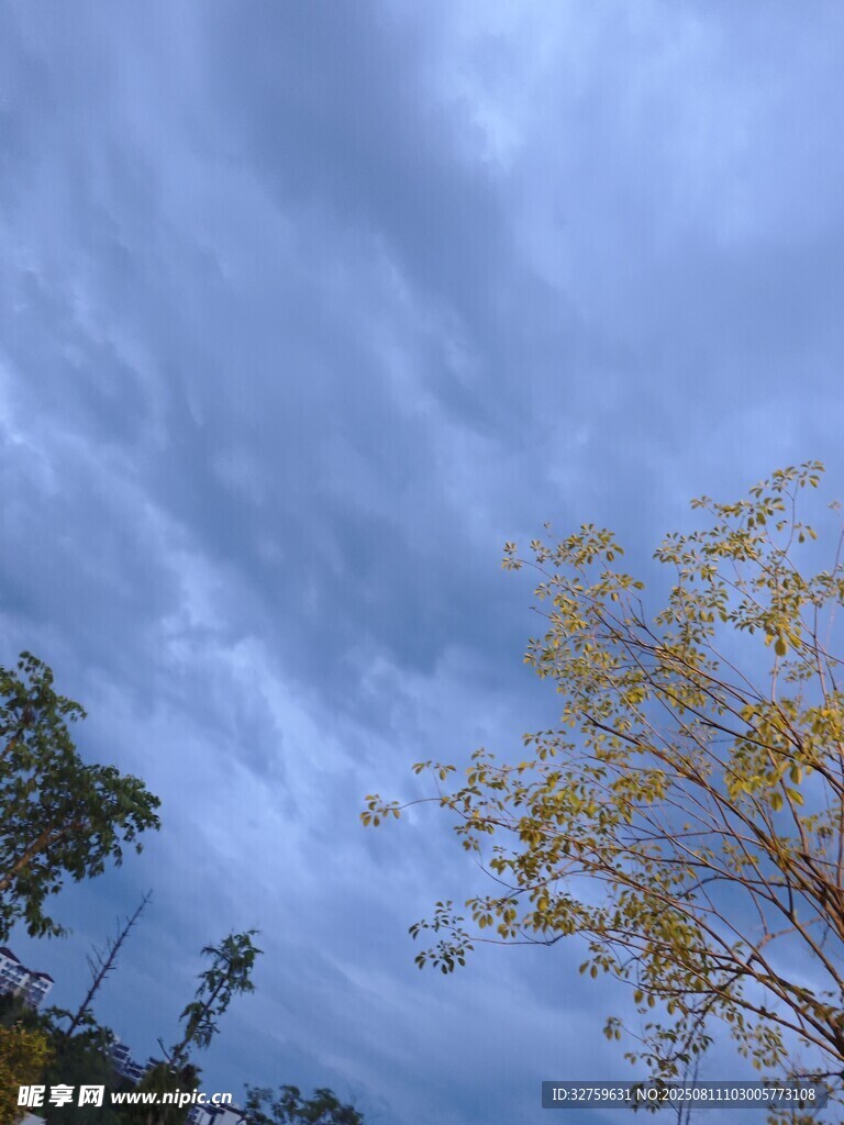 秋日天空下的樹木景致