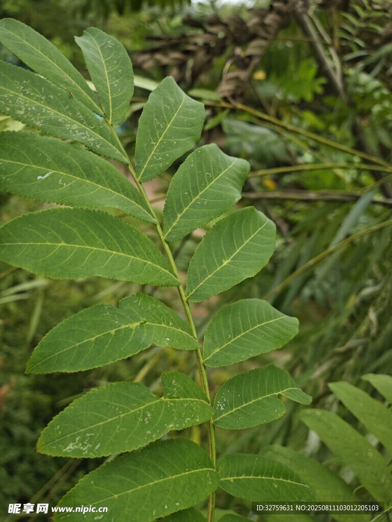 翠綠羽狀葉片植物特寫