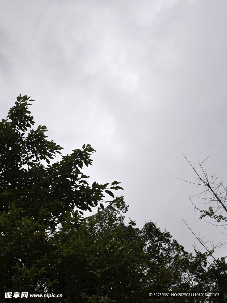 陰天樹(shù)梢景象
