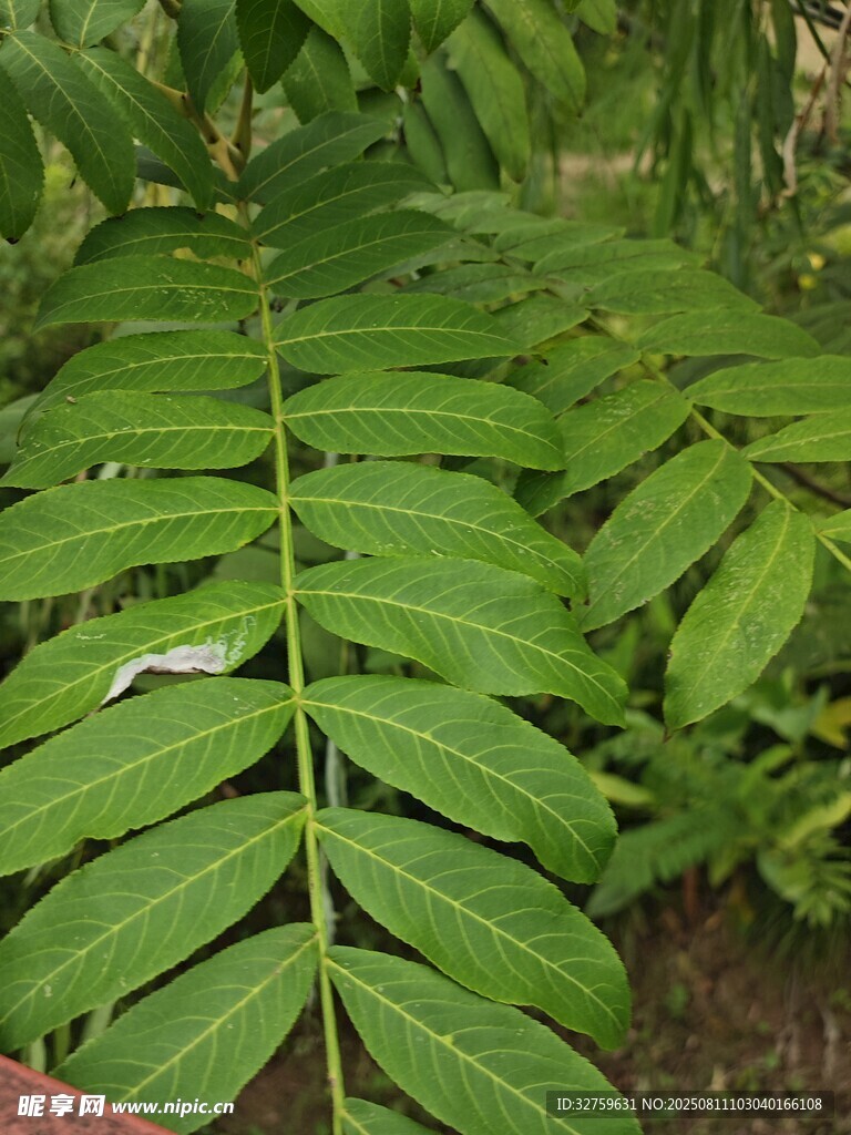 羽狀綠葉植物特寫
