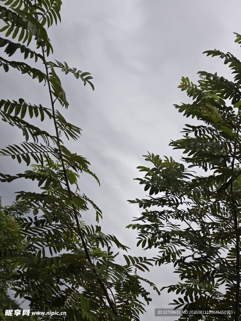 樹梢上的天空