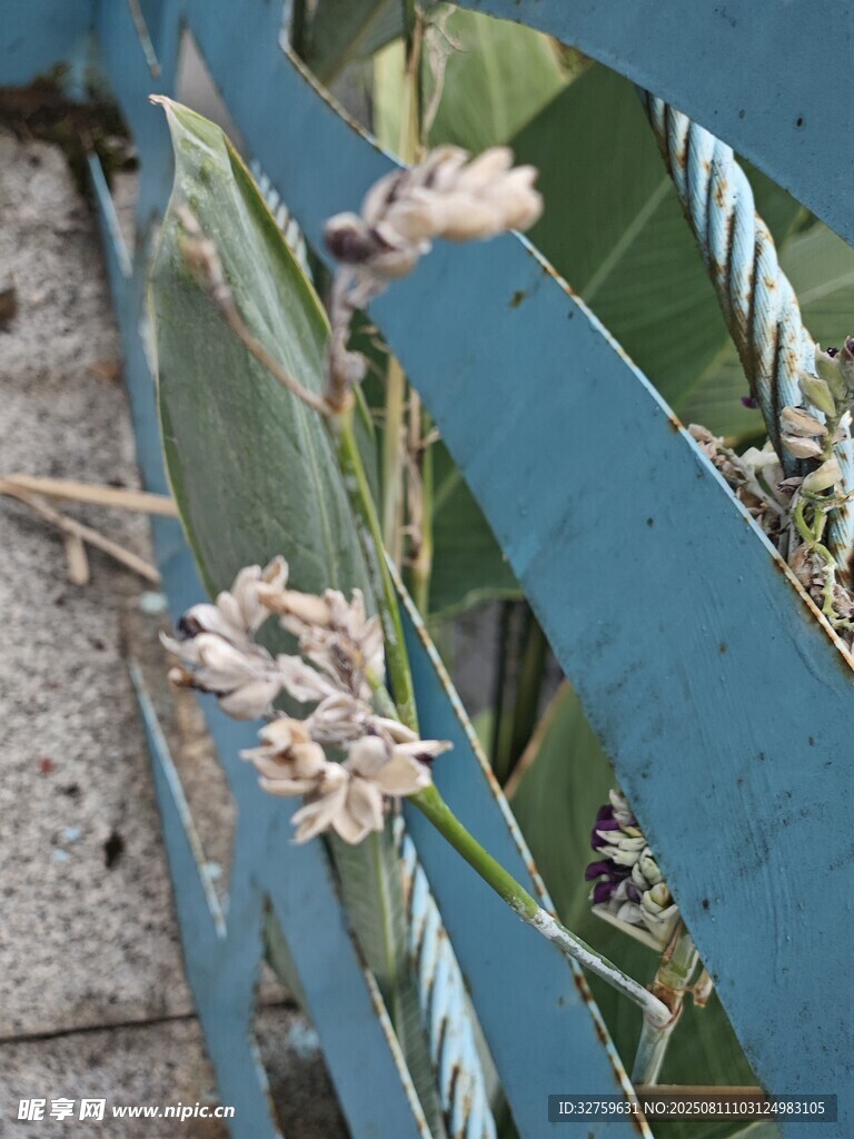 墻邊綻放的清新花卉