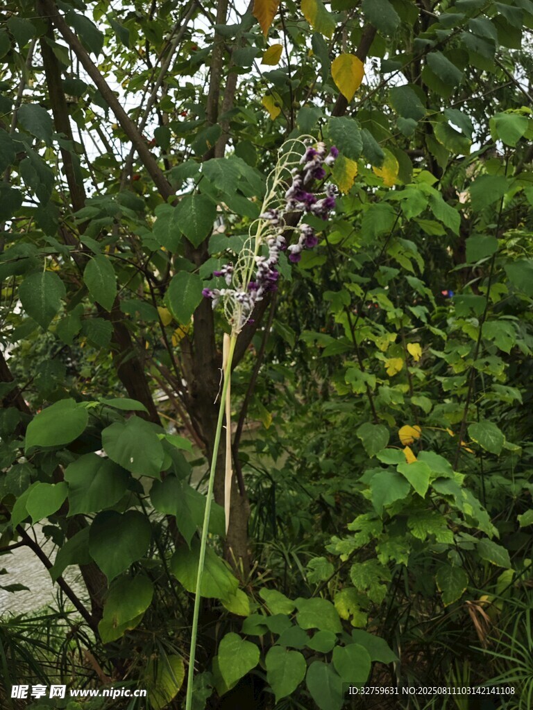 紫色花朵綻放于綠葉間