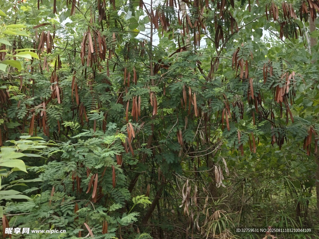繁茂綠植中的紅果景象