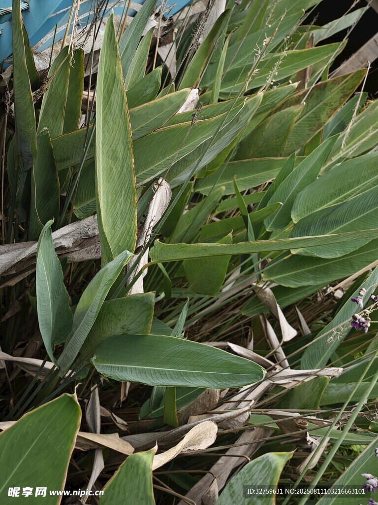 翠綠葉片植物特寫(xiě)