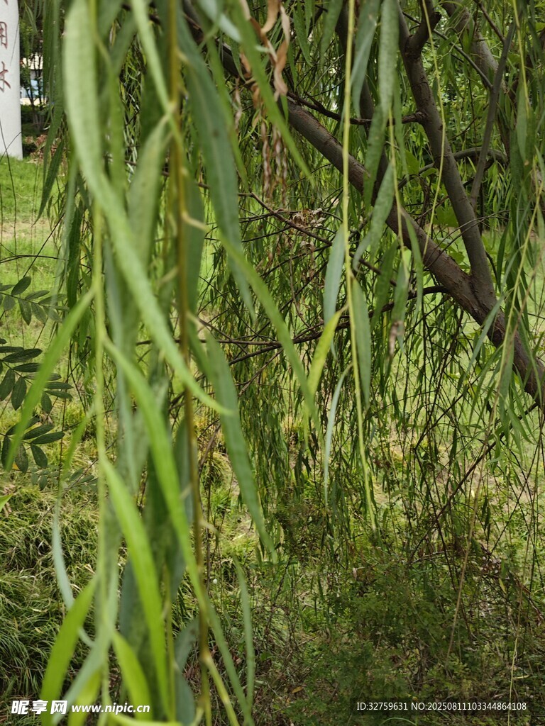垂柳依依的綠意景致