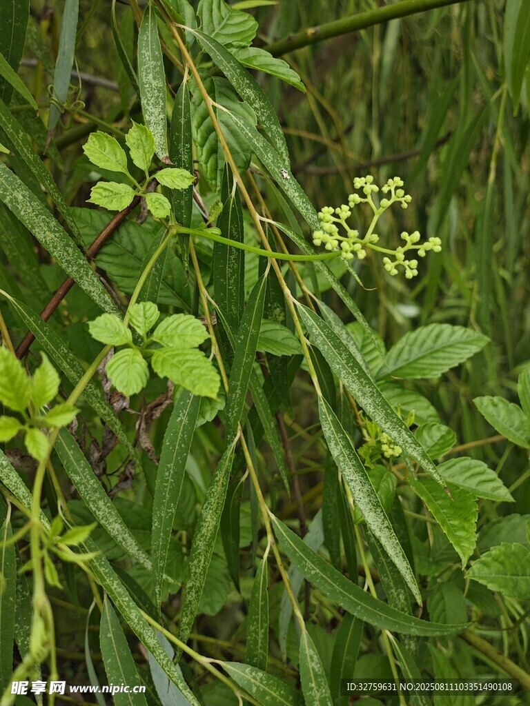 嫩綠植物特寫