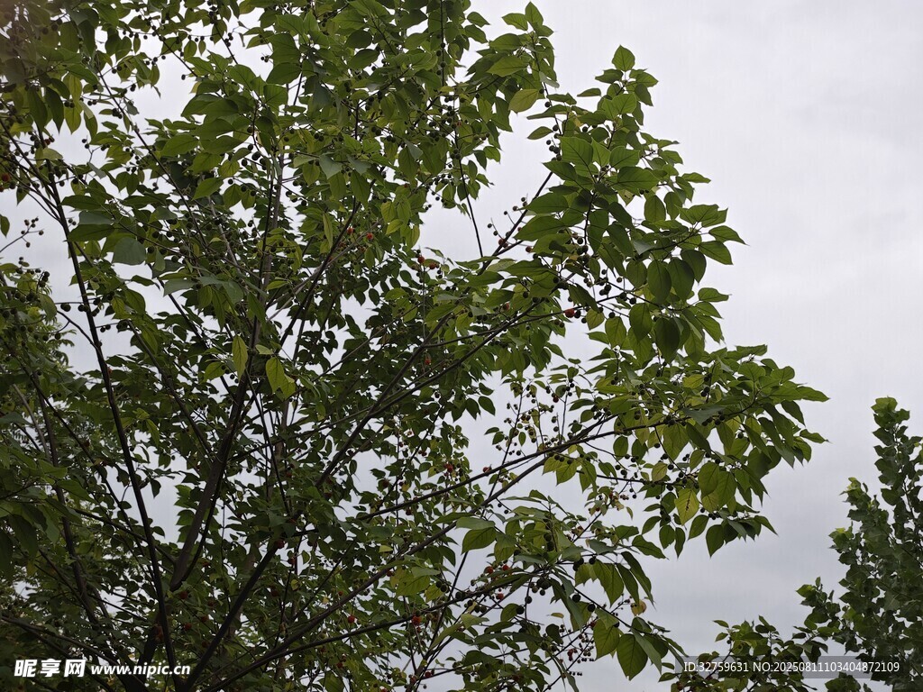 枝葉繁茂的綠樹(shù)