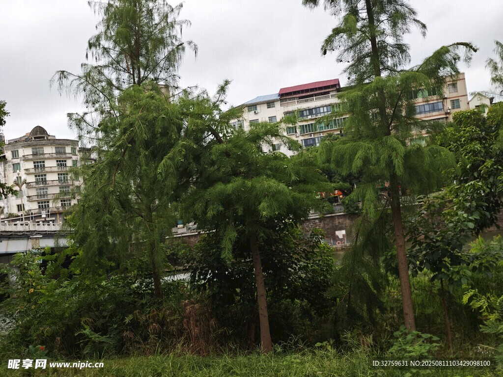 繁茂綠植中的城市景象