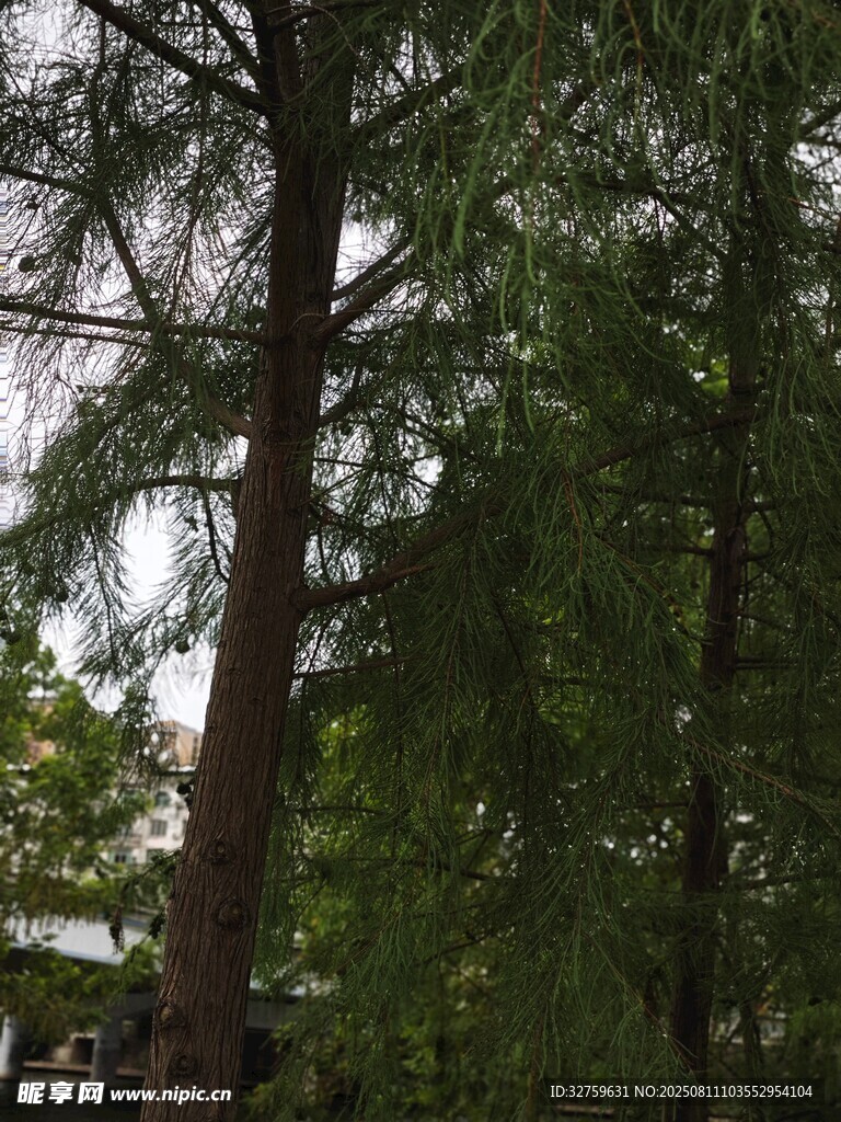 茂密樹(shù)林中的高大樹(shù)木