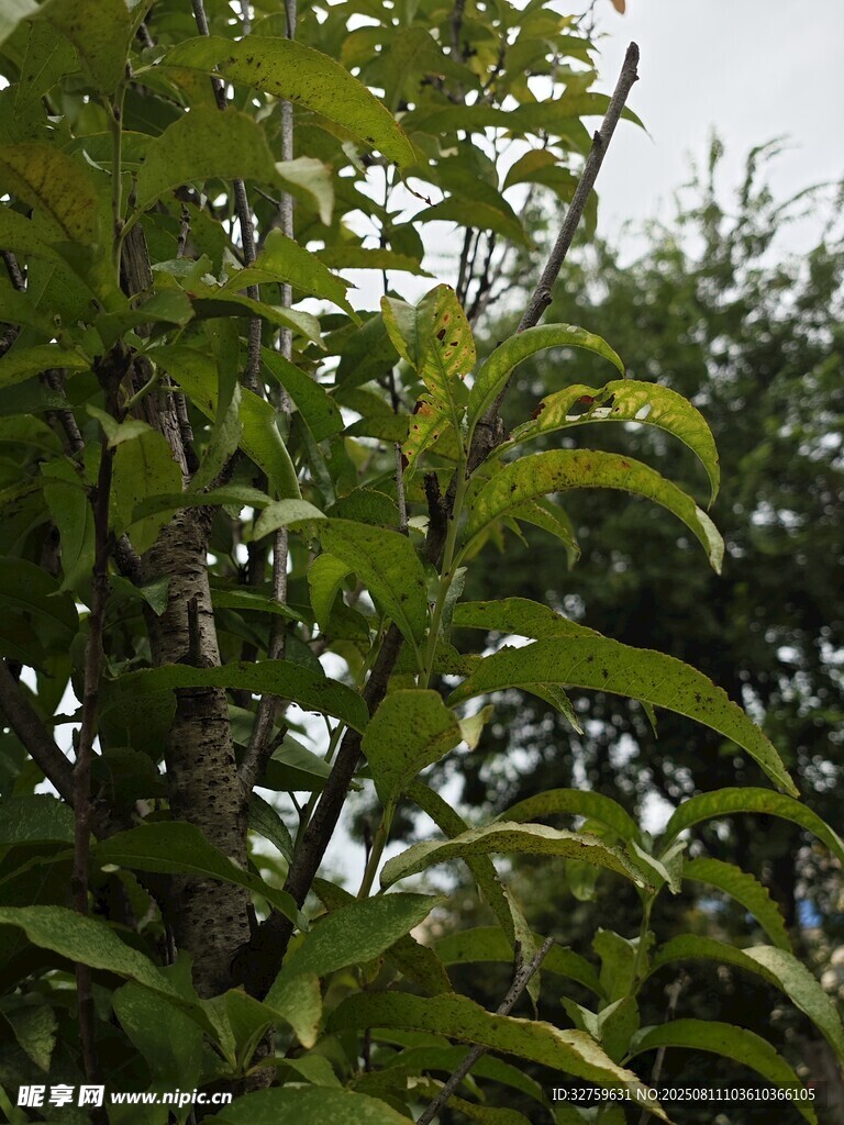 繁茂綠葉植物景觀