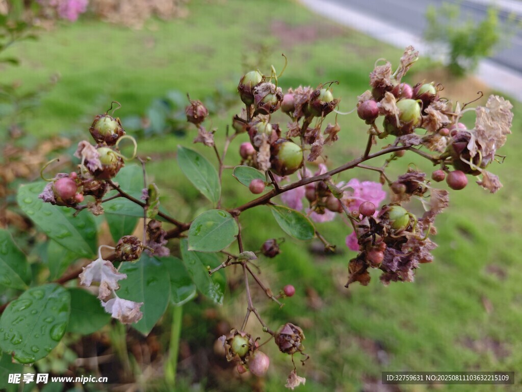 野外紫色小花及綠色植物