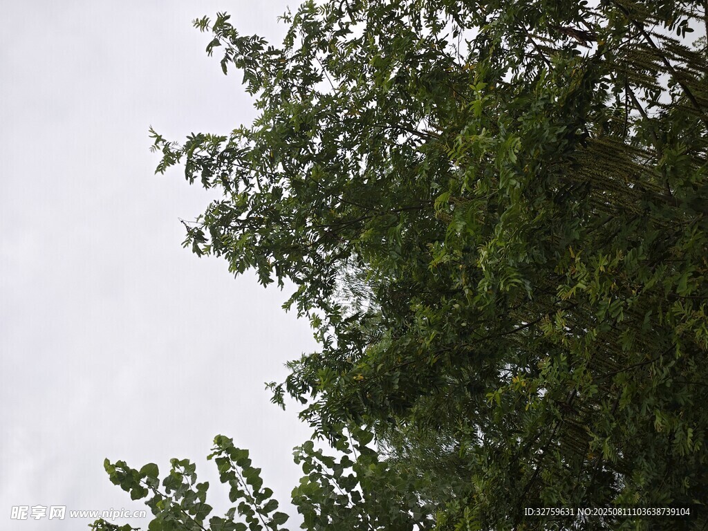 綠葉繁茂的樹梢