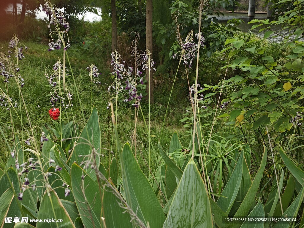 花園中的花草植物景觀