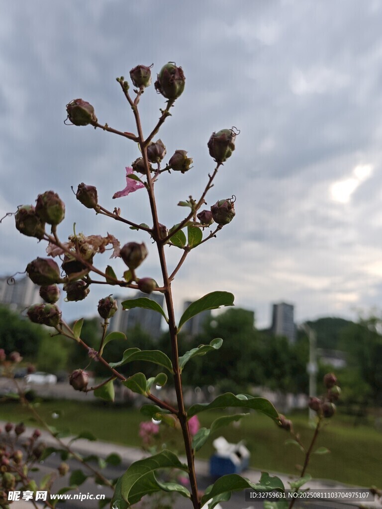 枝頭花果與天際云景