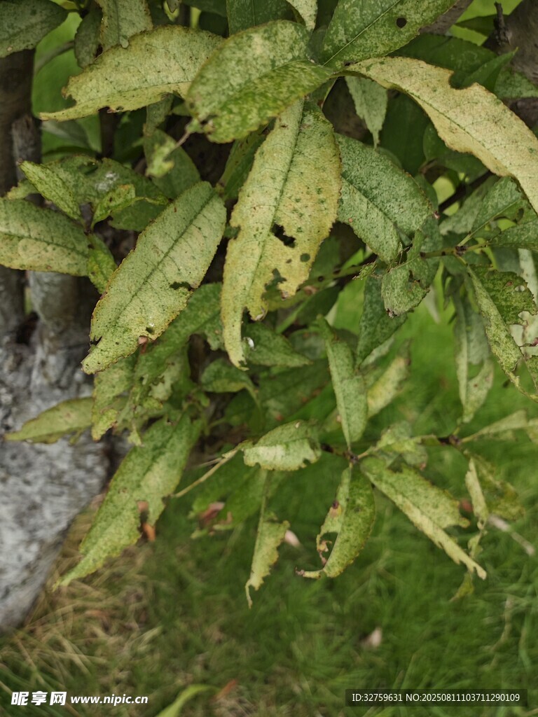 葉片泛黃的綠色植物