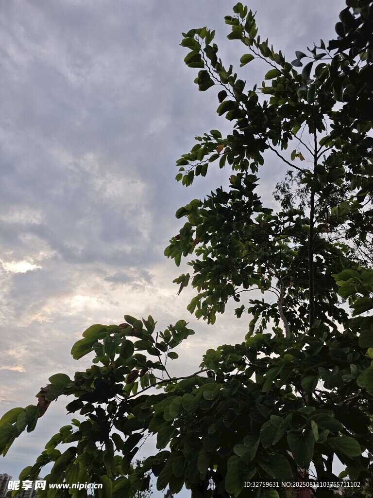樹(shù)梢上的天空與繁茂枝葉