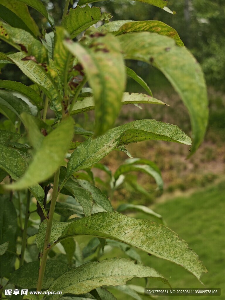 嫩綠枝葉上的晶瑩水珠