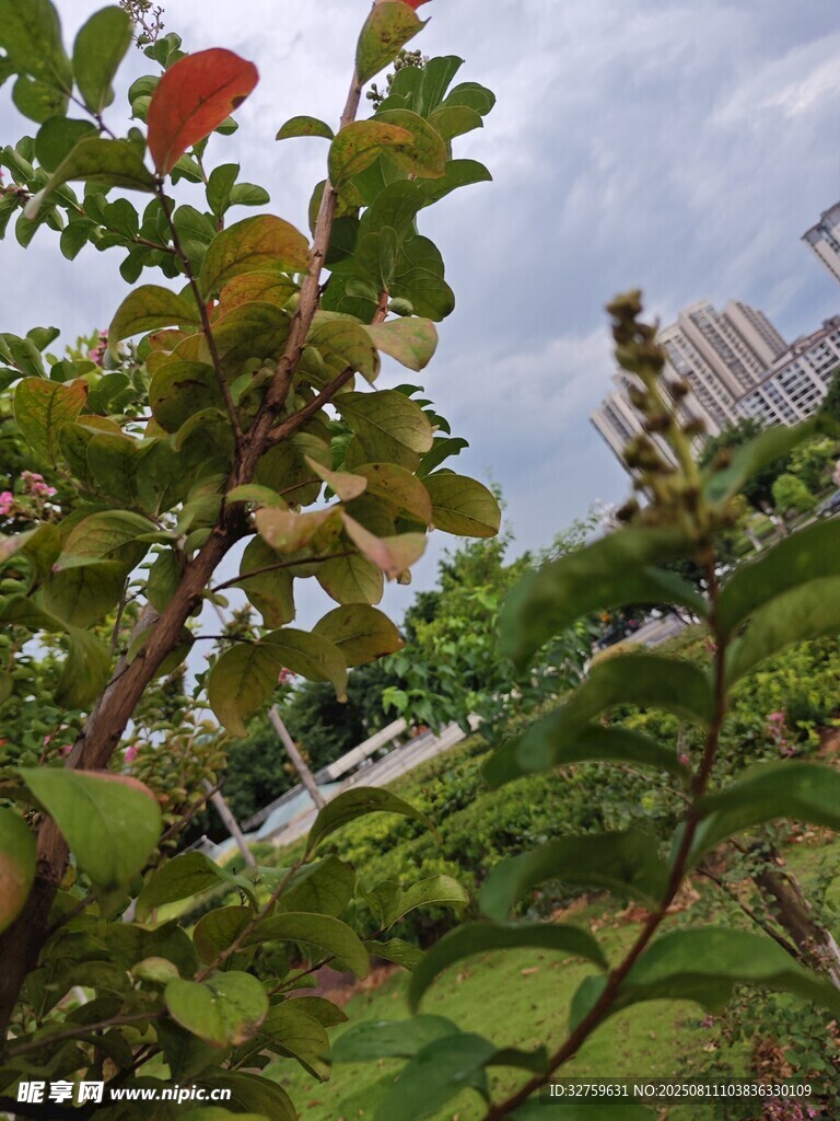 庭院中綻放的鮮艷花朵