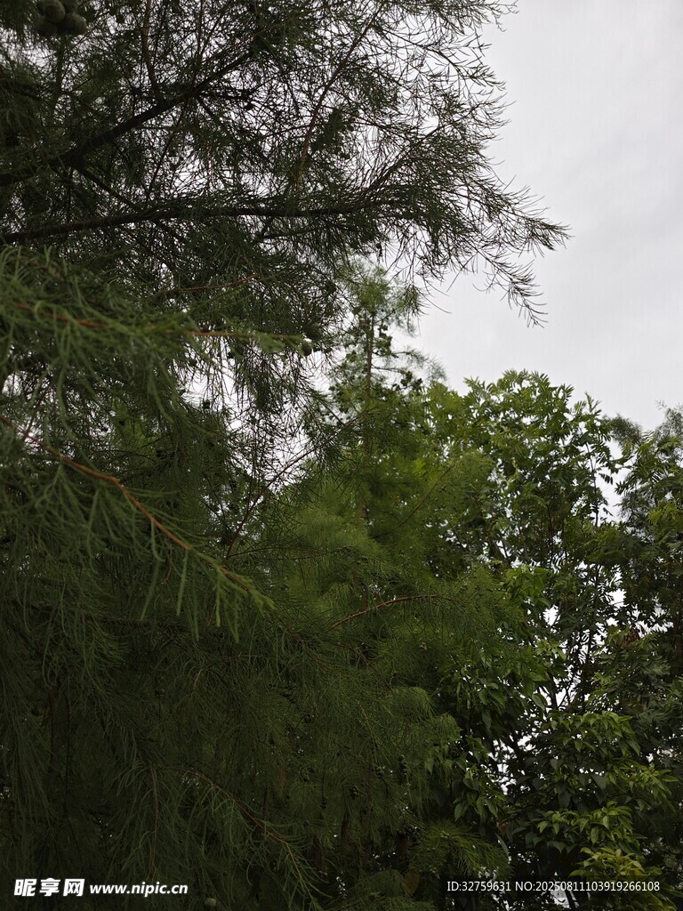繁茂綠樹與陰沉天空