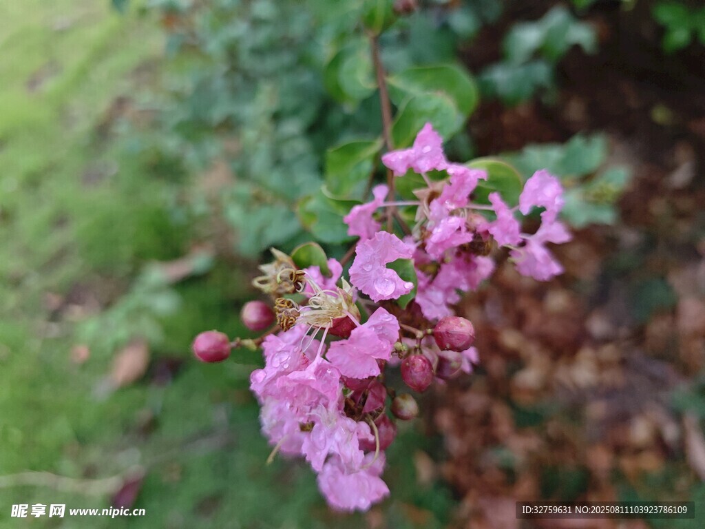 嬌艷紫薇花綻放枝頭