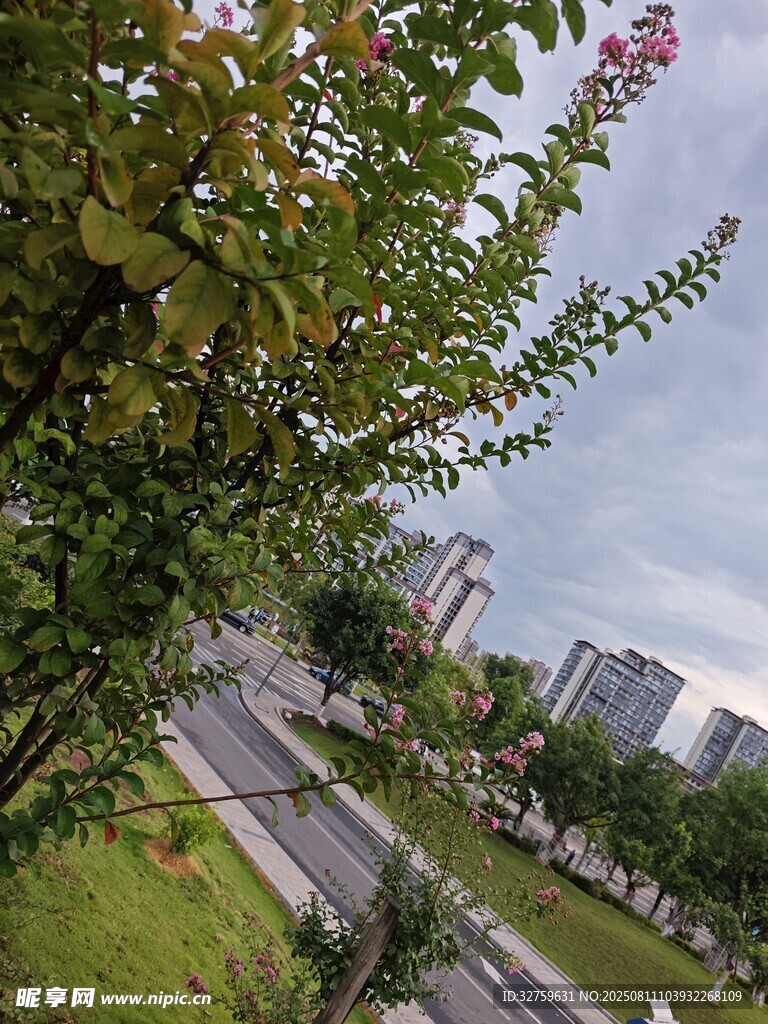 城市路旁綠意與繁花