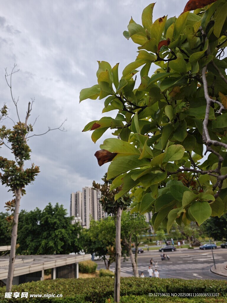 城市綠植景觀