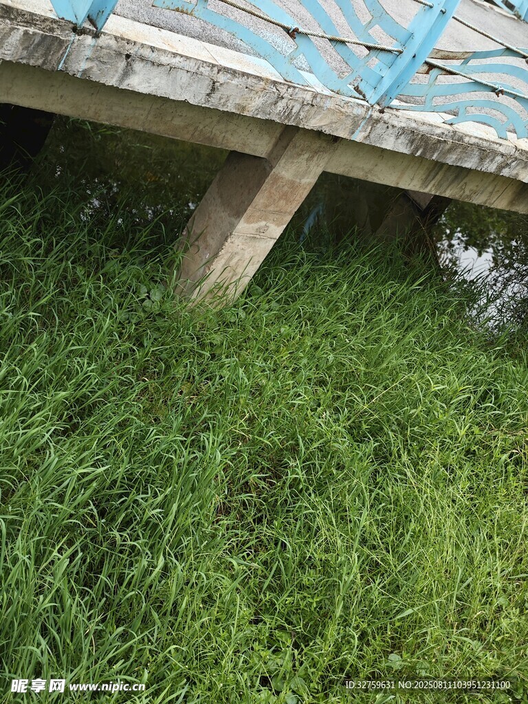 木橋立于翠綠草叢間