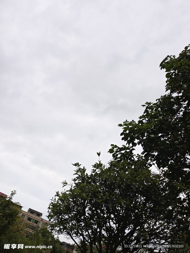 天空下的蔥郁樹木
